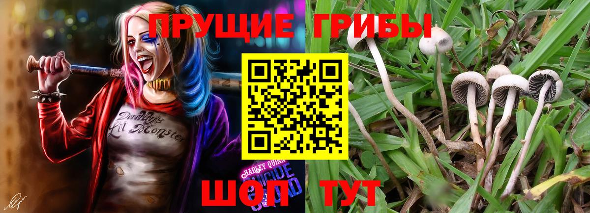Видное  Галлюциногенные грибы прущие грибы  Вход с VPN 